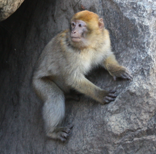 Macaca sylvanus