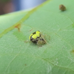 Theridula gonygaster
