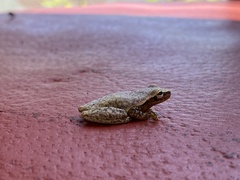 Exerodonta smaragdina