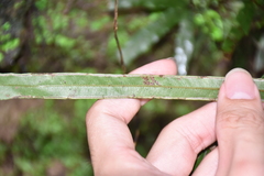 Pteris longipinna
