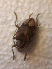 Trypanidius andicola