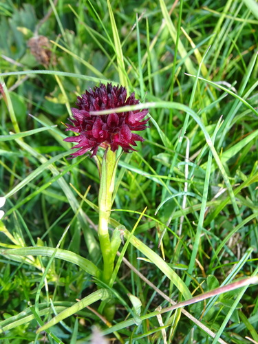 Gymnadenia austriaca (Gymnadenia austriaca)