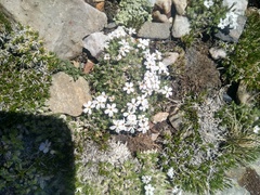 Phlox condensata