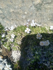 Phlox condensata
