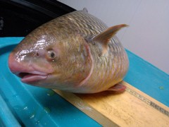 Bobo Mullet photo 4