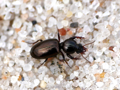 Dyschirius thoracicus