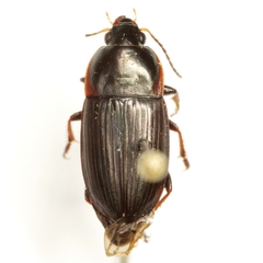 Anisodactylus caenus