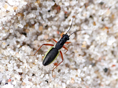 Pithanus maerkelii