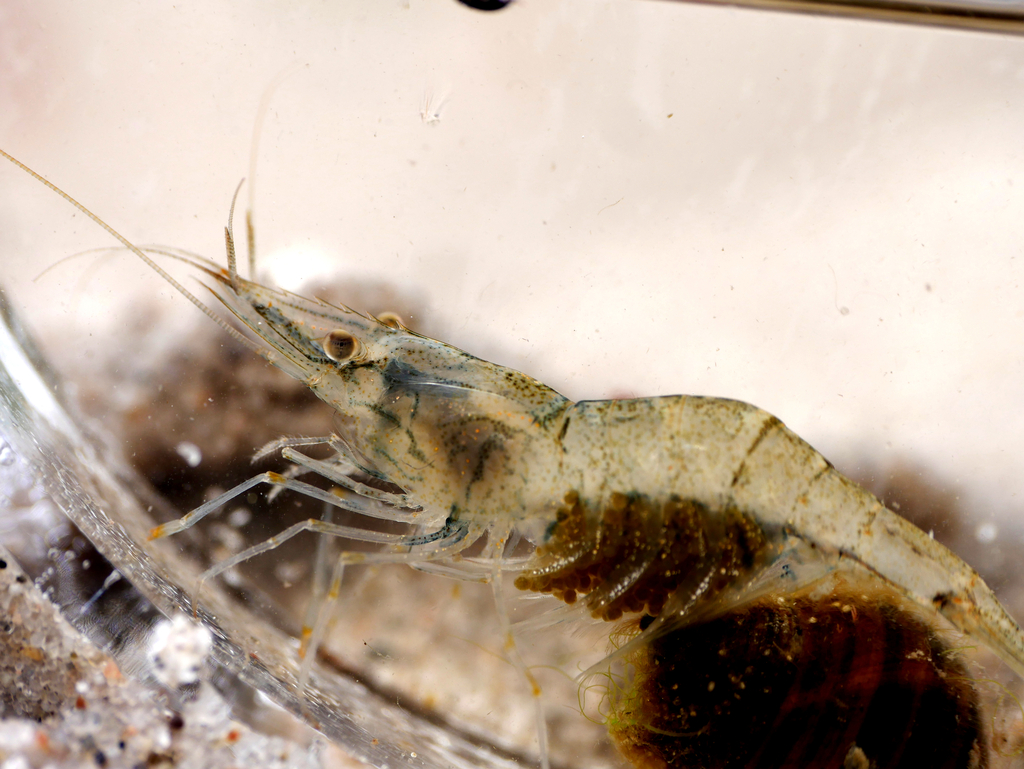 Atlantic ditch shrimp