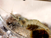Atlantic Ditch Shrimp - Photo (c) Johan Kjær Prehn, some rights reserved (CC BY), uploaded by Johan Kjær Prehn