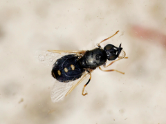 Nemotelus notatus