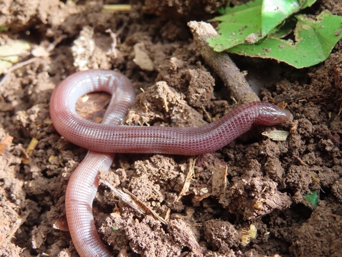 Blind Worm Lizard, Amphisbaena caeca