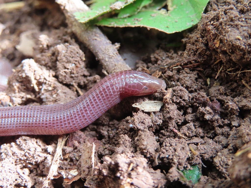 Blind Worm Lizard