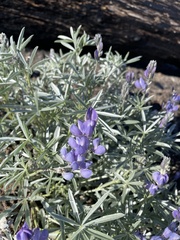 Lupinus obtusilobus