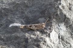 Oedipoda canariensis