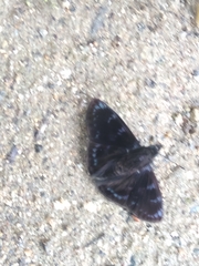 Mictris crispus