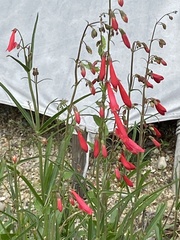 Penstemon eatonii