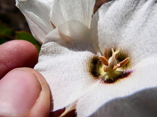 Image of Calochortus howellii by (c) paulexcoff, some rights reserved (CC BY-SA)