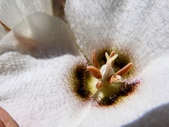 Calochortus howellii