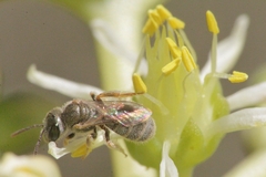 Halictus vestitus