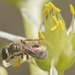 Halictus vestitus - Photo (c) jordi_compte, some rights reserved (CC BY-NC), uploaded by jordi_compte