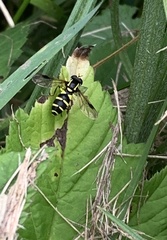 Xanthogramma pedissequum