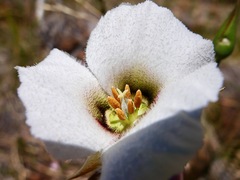 Calochortus howellii