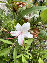 Rhododendron arborescens