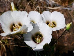 Calochortus howellii