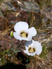 Calochortus howellii