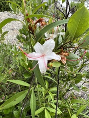 Rhododendron arborescens