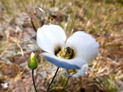 Calochortus howellii