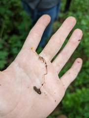 Ophiocordyceps sphecocephala