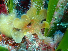 Chartella papyrea