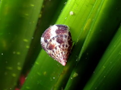 Jujubinus exasperatus