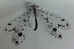 Dendroleon obsoletus