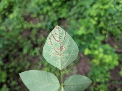 Synchytrium decipiens