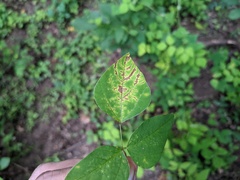 Synchytrium decipiens