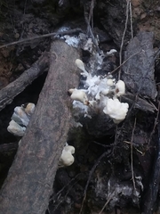 Sebacina sparassoidea