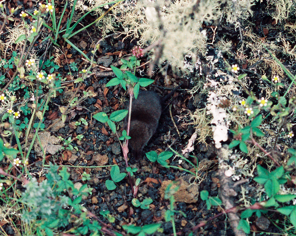 Eisentraut's Mouse Shrew