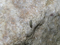 Amblysellus curtisii