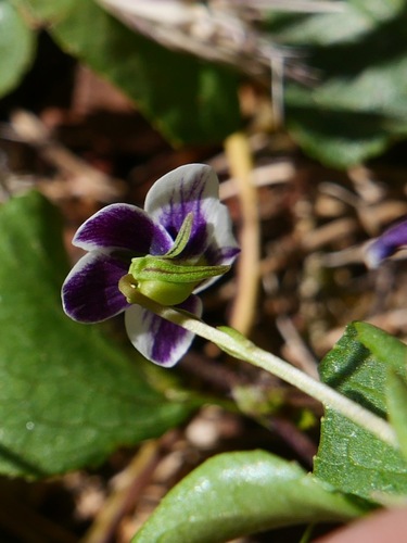 Image of Viola cuneata by (c) paulexcoff, some rights reserved (CC BY-SA)