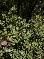 Arctostaphylos nortensis
