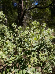 Arctostaphylos nortensis