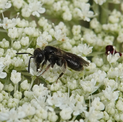 Andrena minutula