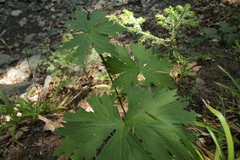 Aconitum moldavicum