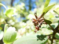 Arctostaphylos nortensis