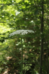 Heracleum sphondylium sphondylium