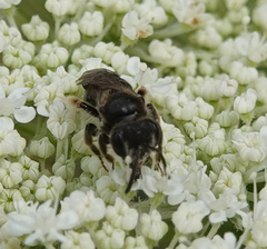 Andrena minutula