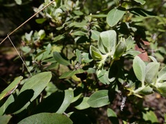 Arctostaphylos nortensis
